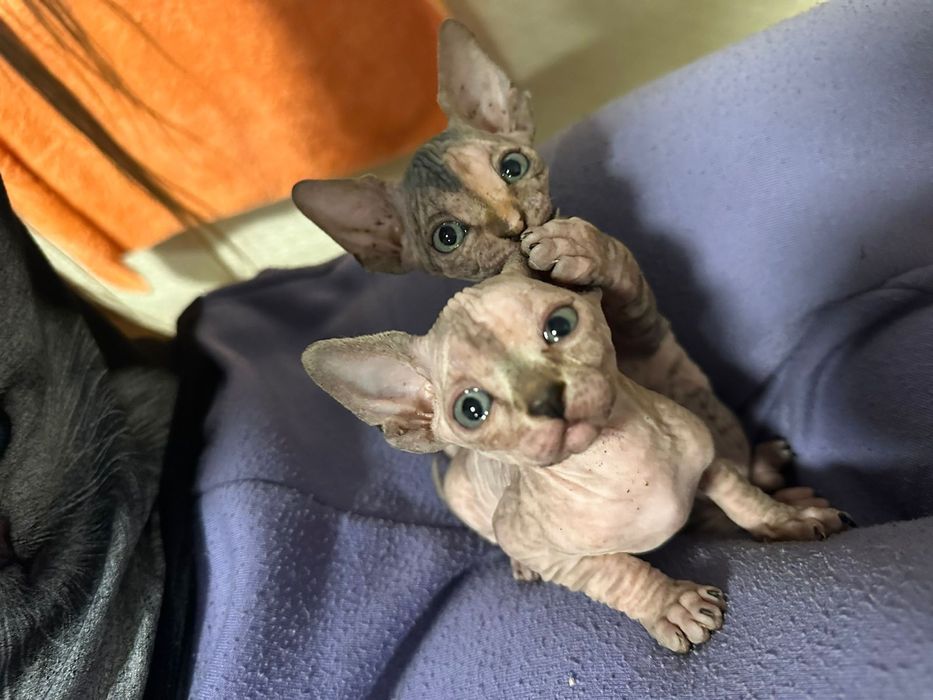 Канадский сфинкс(котята)