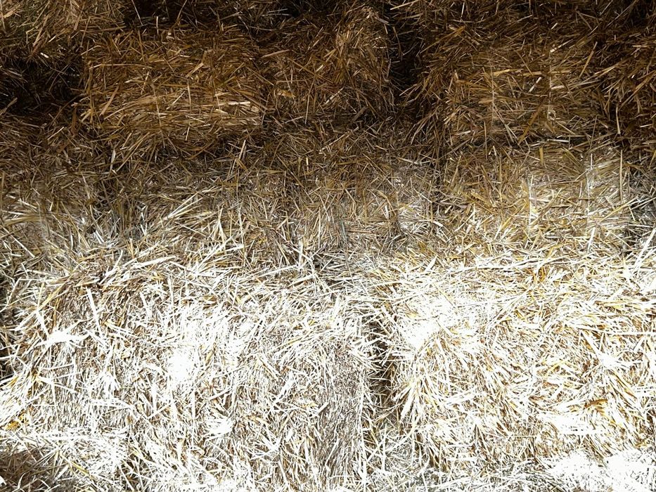 Słoma pszenna w kostkach