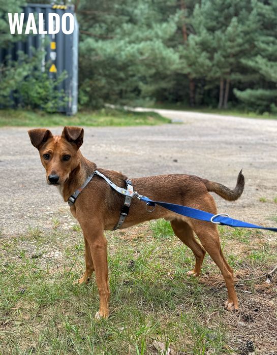10 miesieczny Waldo szuka domu, adopcja