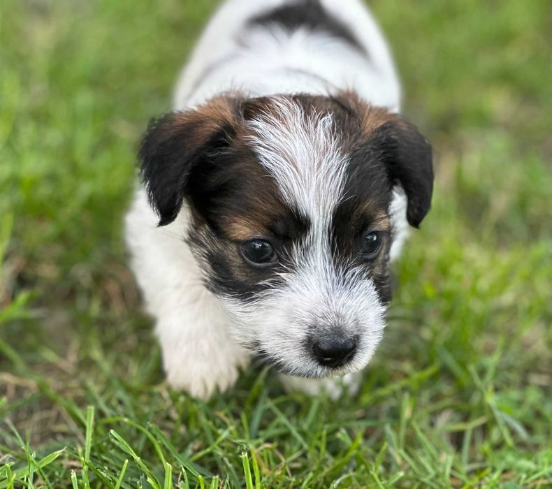 Śliczny piesek rasy Jack Russell Terrier.