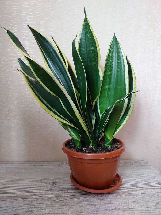 Сансевієрія Блек Голд