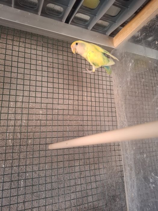 Agaponis amarelo macho