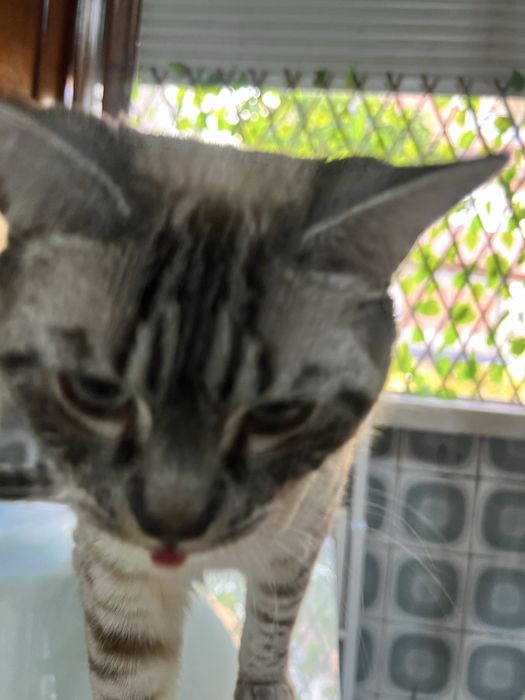 Gatinho de 1 ano a procura de uma nova familia