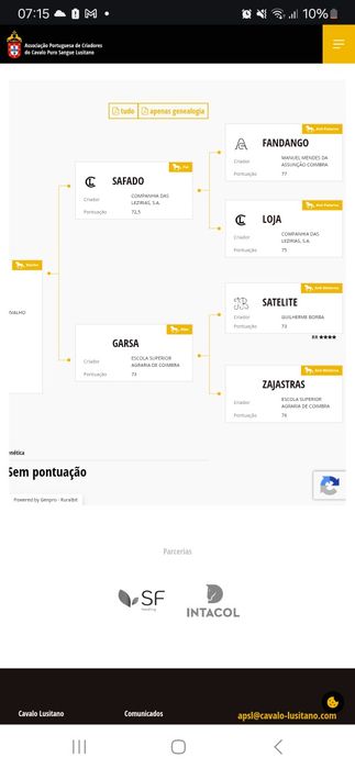 Poldro  PSL ,muito bem ensinado,calmo ideal para cavalo de campo e dressage