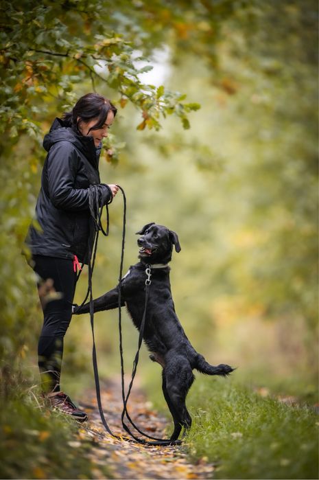 Młody, wesoły, wysportowany czarny pies w typie labradora do adopcji.
