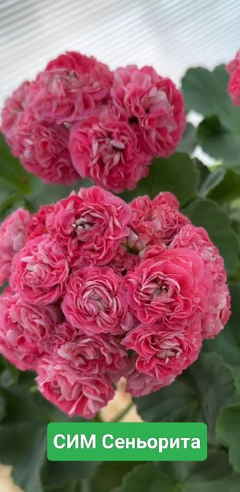 Сортова пеларгонія