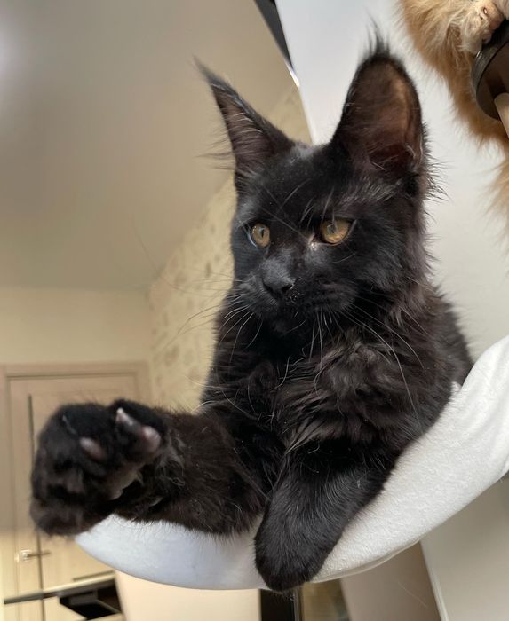 Домашня Пантера, кошенята Мейн кун