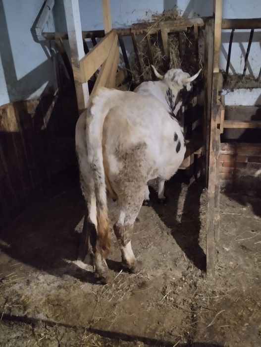 Продається високо тільна телиця