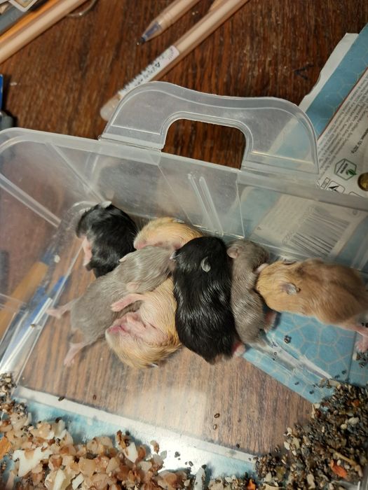 Хом'яки джунгарики