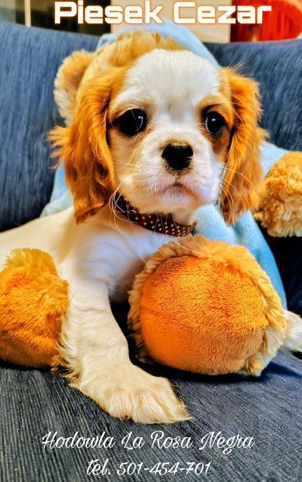 • CEZAR •Cavalier King Charles Spaniel PIĘKNY ‼️