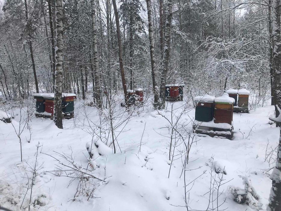 Naturalny miód pszczeli z Pasieki Dojlidy 2026