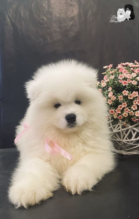 Samoyed / Самоїд