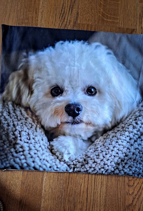 Наволочки нові з принтами  собачок(болонка) 45×45