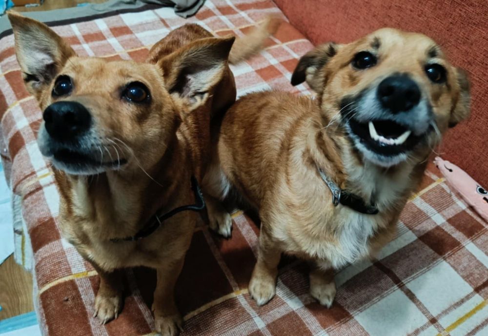 Pilnie szukają domków