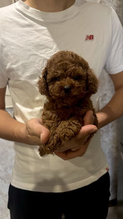 Дівчинка той пудель КСУ