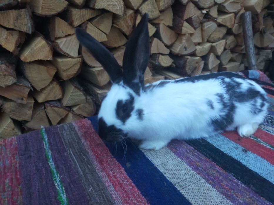 Робочий самець німецького строкача.  Кролі .