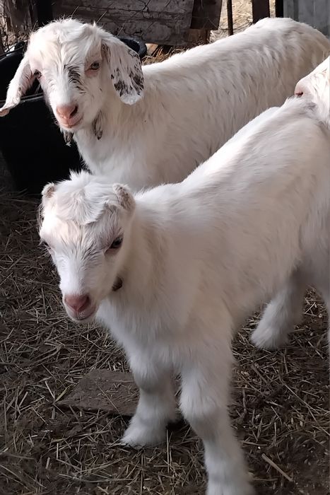 Козлята, козлики.