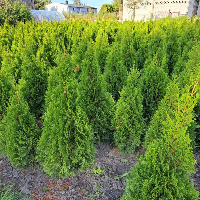 Szmaragd grunt Producent