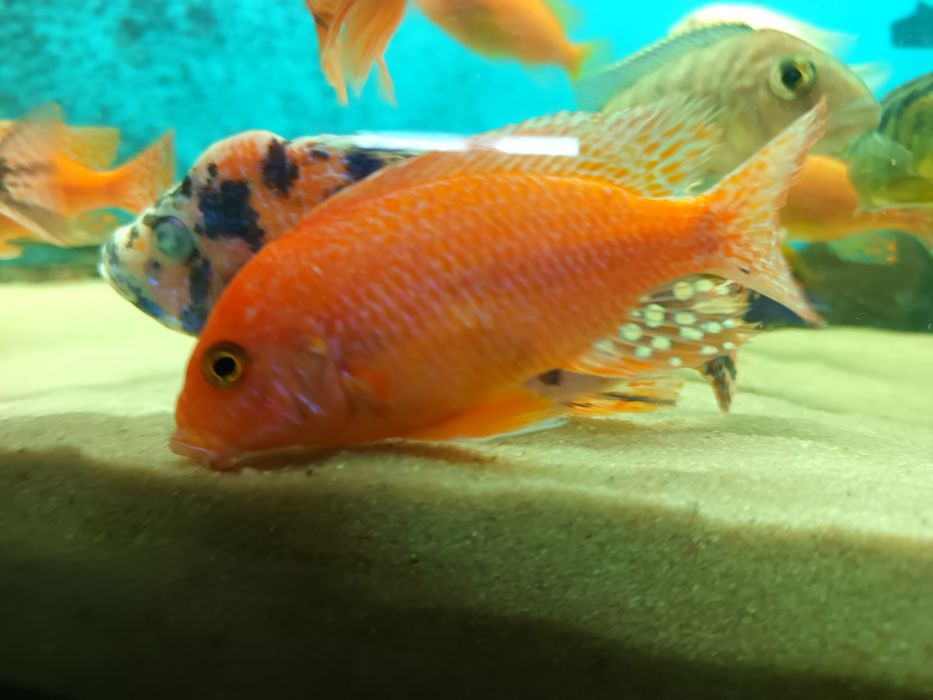 pyszczaki alunocara fire fisch