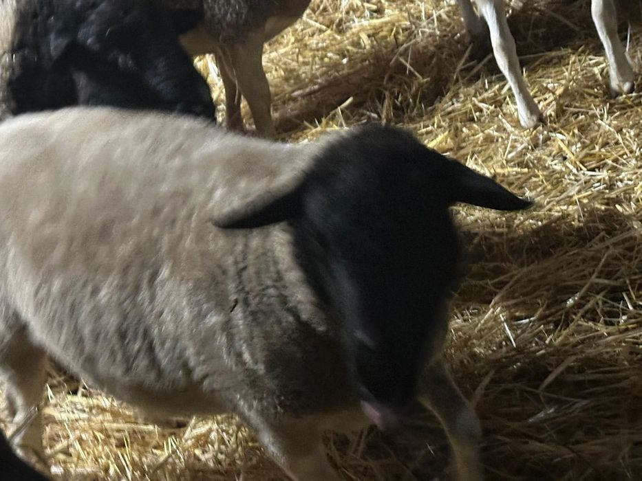 Cordeira Dorper grávida