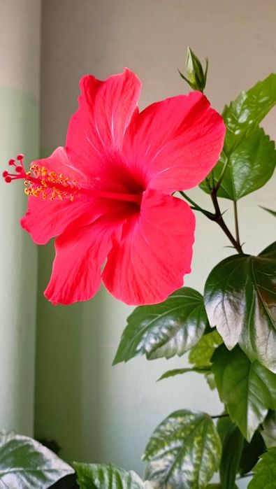 Гібіскус,розан китайський