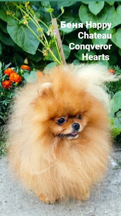 Померанский шпиц . Предложение Вязки .