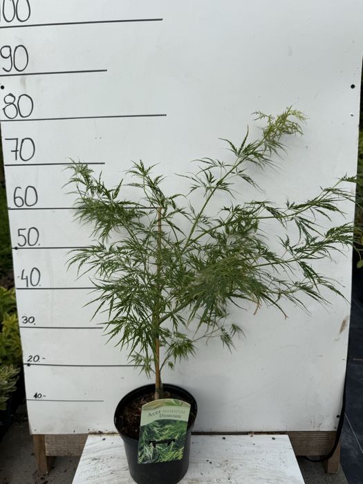 Klon palmowy dissectum 3l