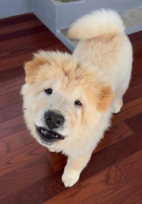 Fêmea chow chow