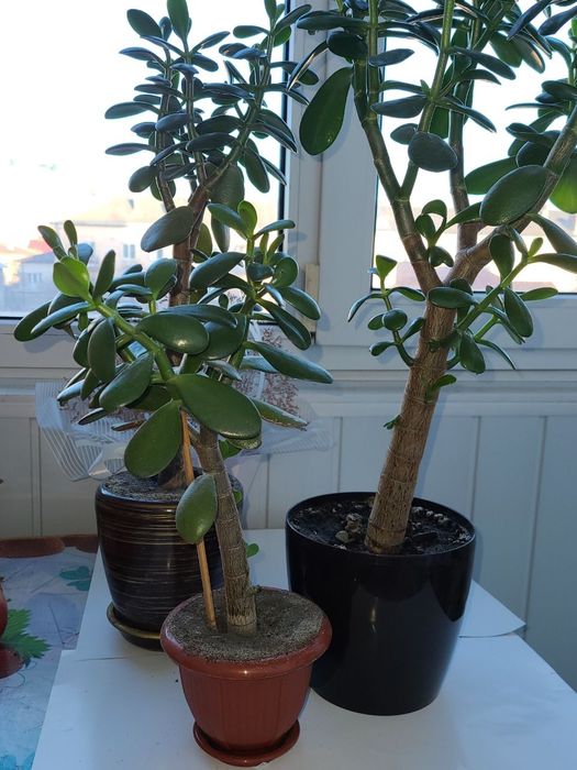 Грошове дерево або красула