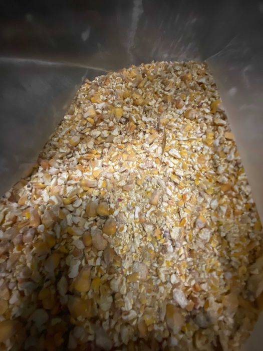 Kukurydza mielona 2025