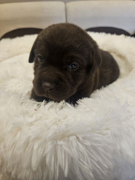Szczeniaki Labrador Retriver