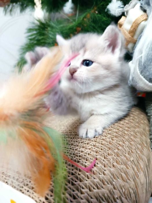 Котик золота шиншила, колір блакитне золото