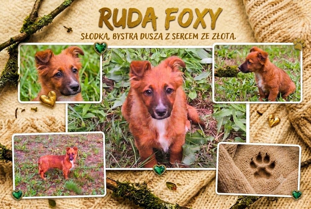 Rudzielec szuka domku ;)