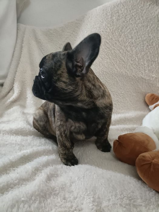 Bulldog Frances Brindle