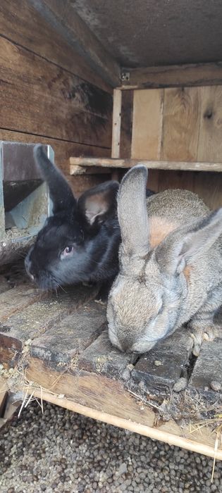 Кролики  різних порід