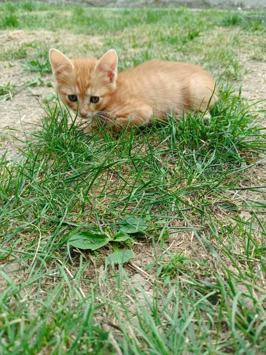 Котенята шукають домівку