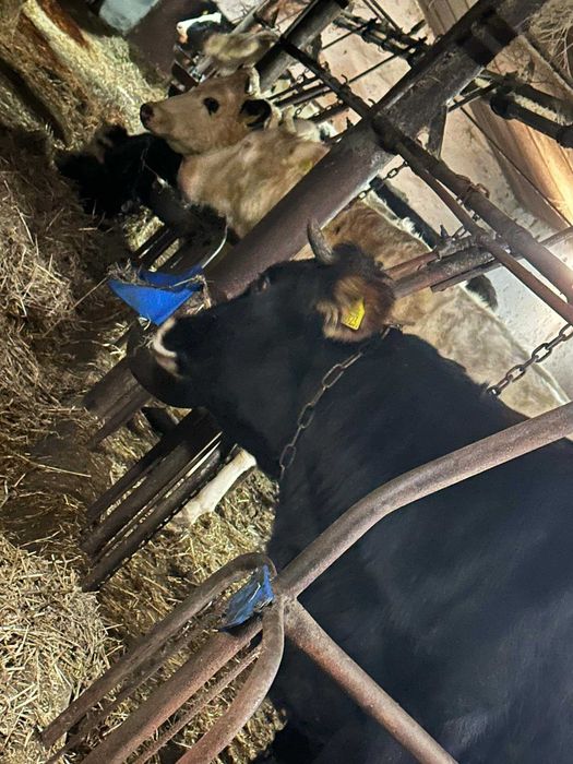 Sprzedam Jałowice - Brańsk i okolice