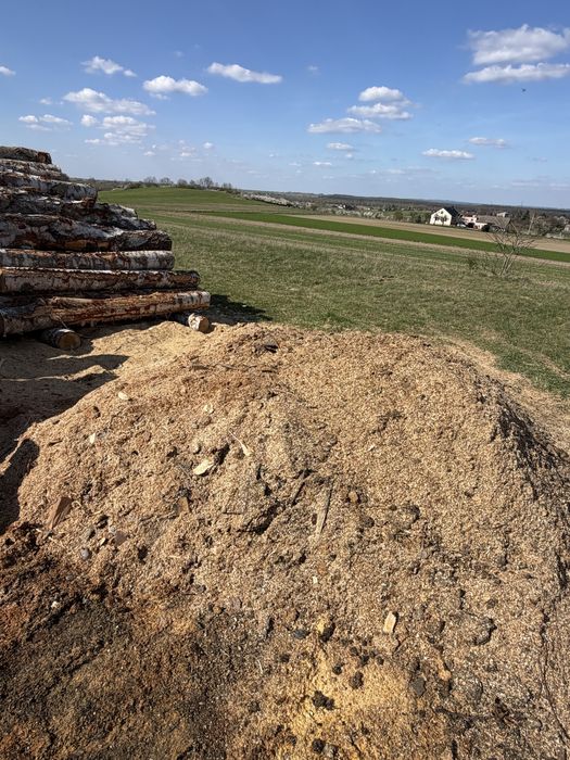 Oddam trociny buk dab sosna