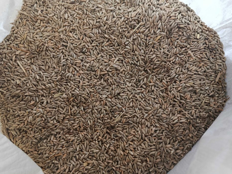 Jęczmień, żyto w workach 25, 30, 40, 50 kg