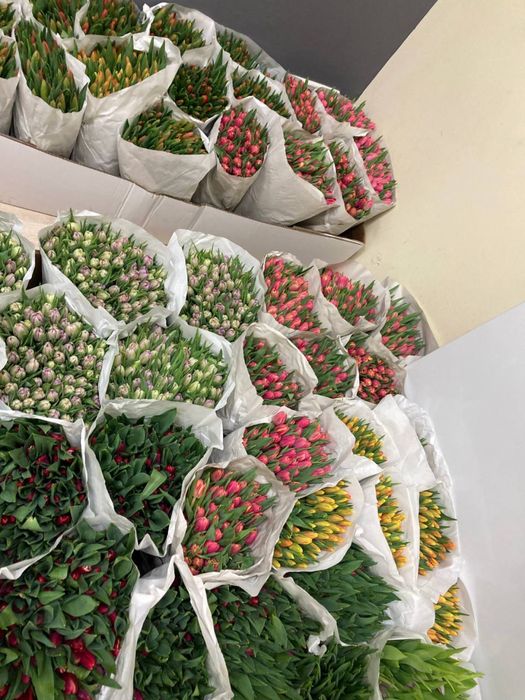 Тюльпани до 8 березня доставка самовивіз