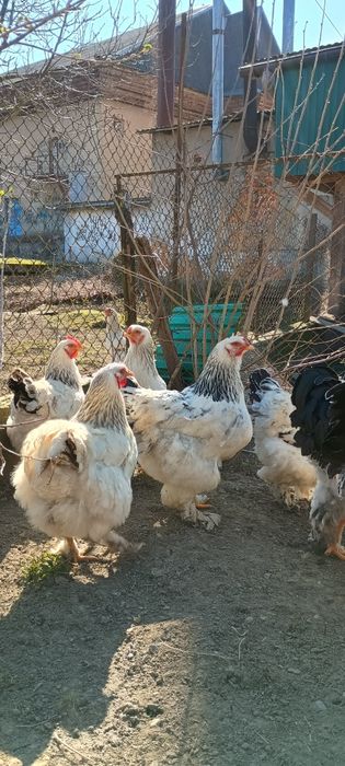 Брама брами інкубаційне яйце  кури курка курині яйця