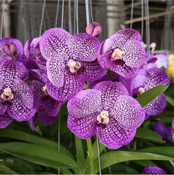 Ванда Vanda орхидея