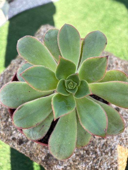 Suculentas  Aeonium  preço 1€