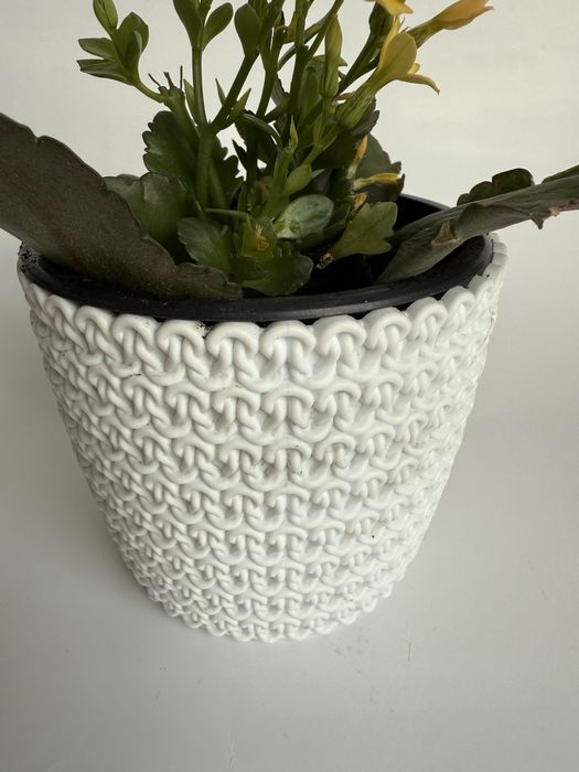 Kalanchoe sukulent w białej osłonce