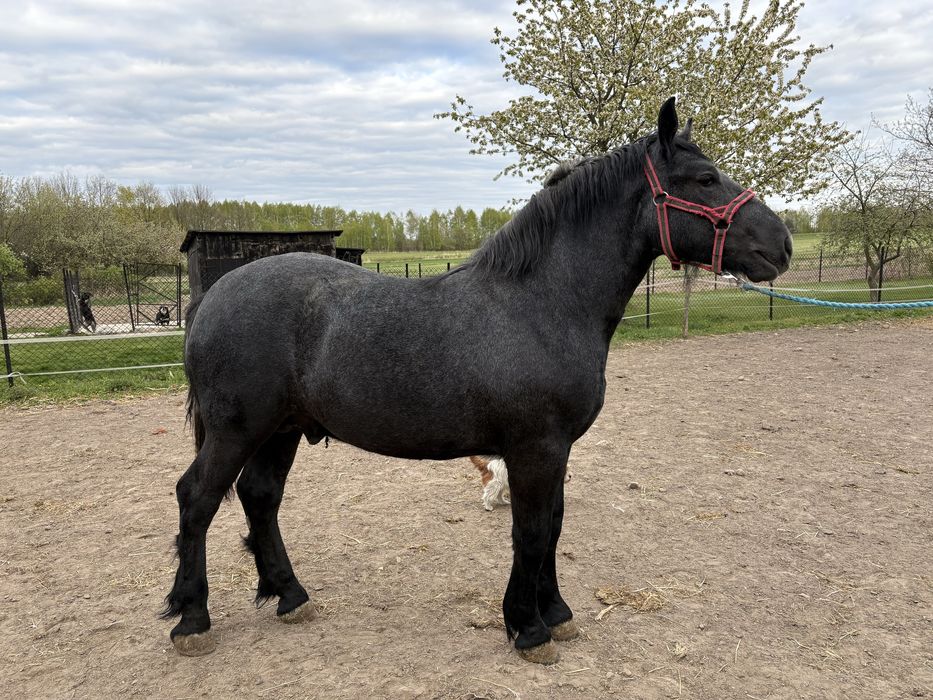 Ogier perszeron/roczny