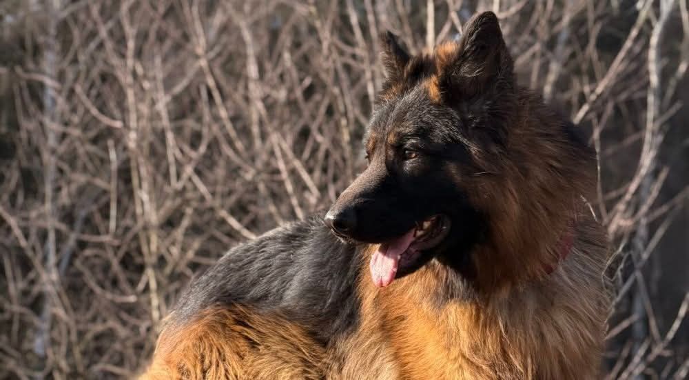 Piękny Draco do adopcji