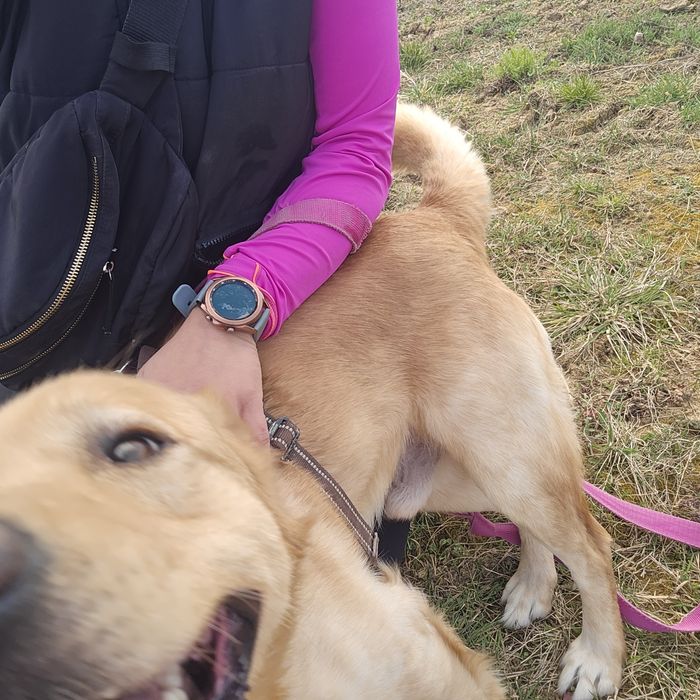 Cudny rudzielec szuka domu