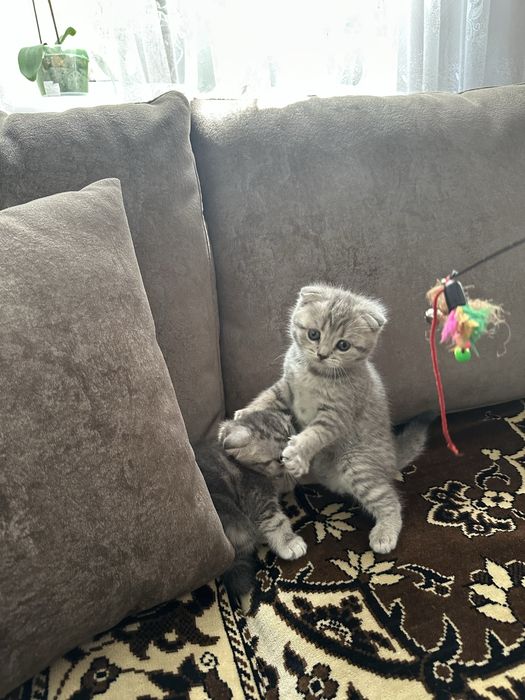 Шотландские вислоухие котята