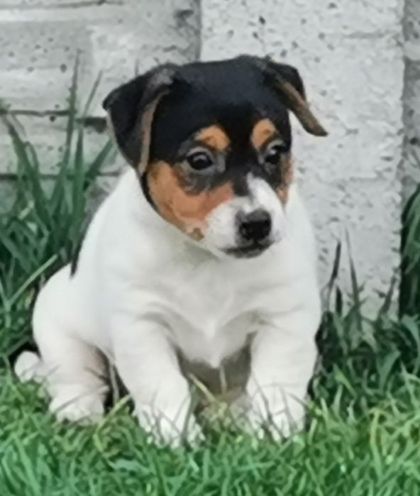 Jack russell Terrier piesek