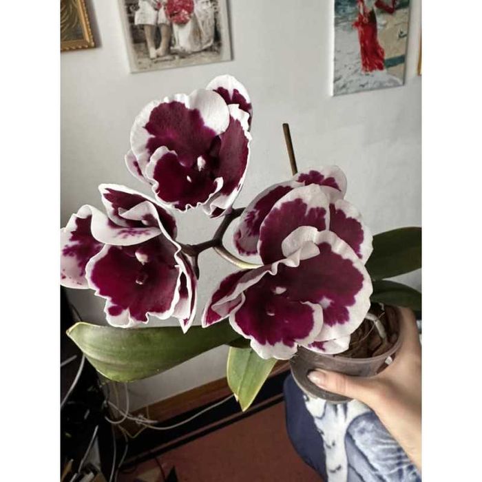 Орхидея крупные цветы